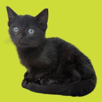 A baby small-sized male Black Domestic Short Hair cat named Miso for adoption in Tuscaloosa, AL