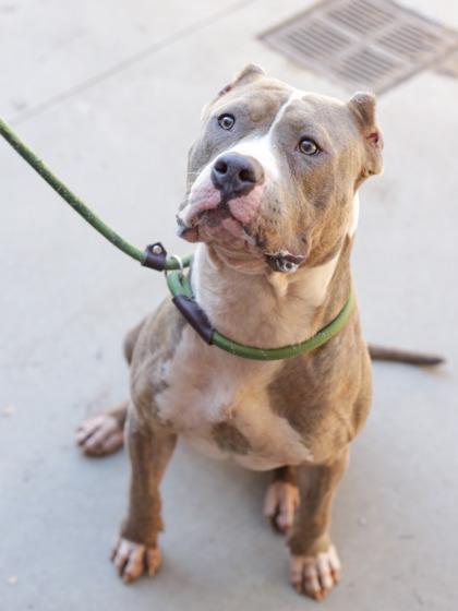 An adult large-sized male Mixed Breed dog named Harold for adoption in Chamblee, GA