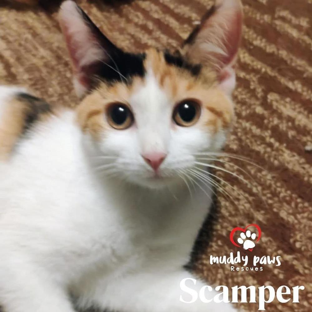 Gitalonggang: Scamper