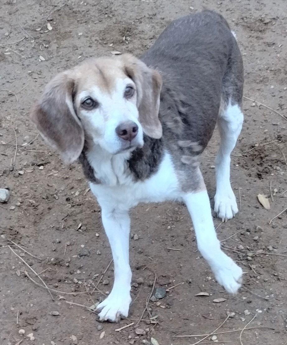 A senior small-sized male Beagle dog named Pepe for adoption in Apple Valley, CA