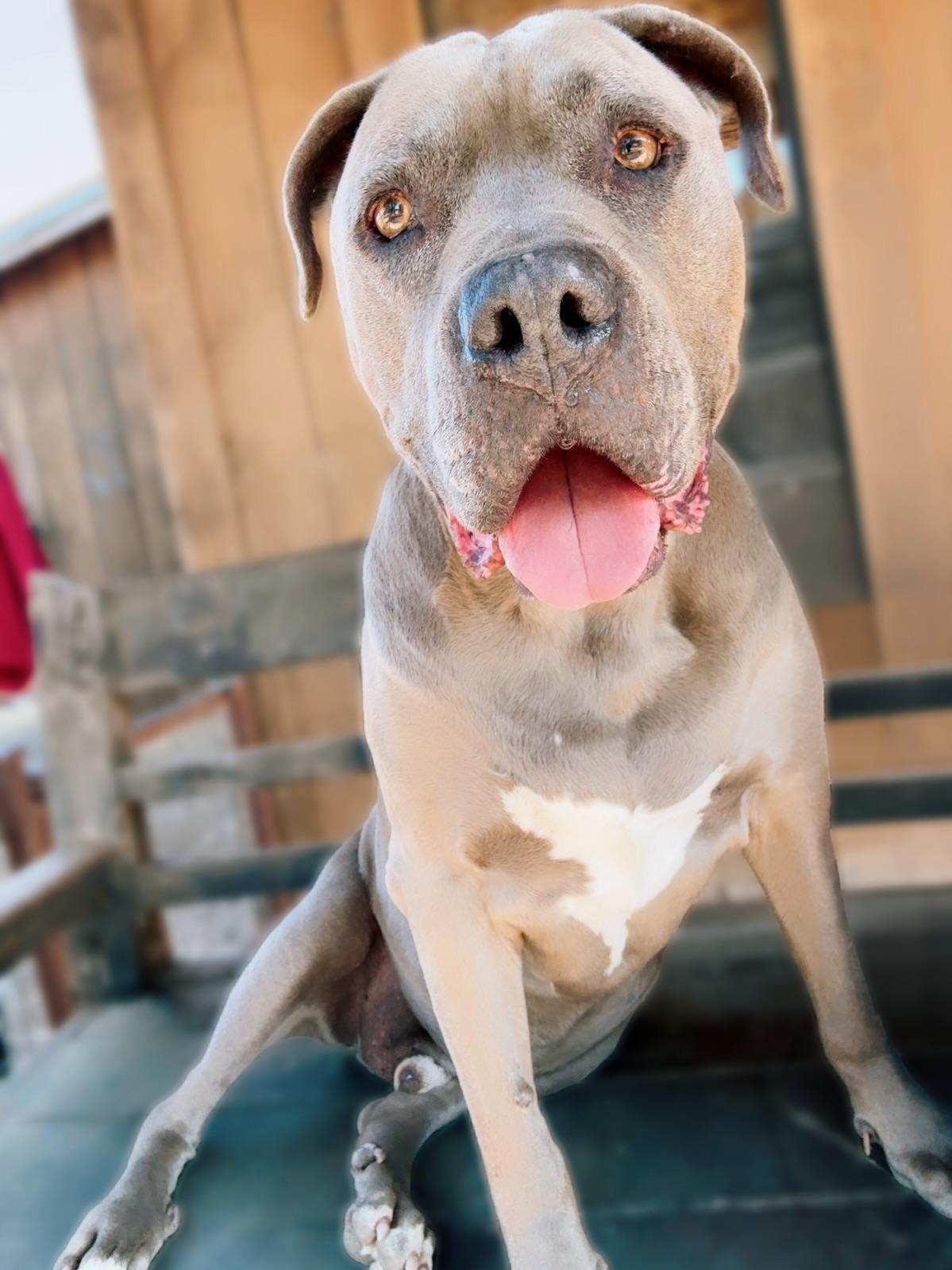 An adult large-sized male Gray / Blue / Silver Cane Corso dog named Cesar Licious for adoption in Anaheim, CA