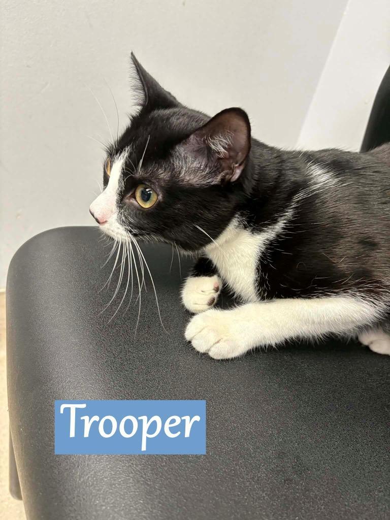 Trooper