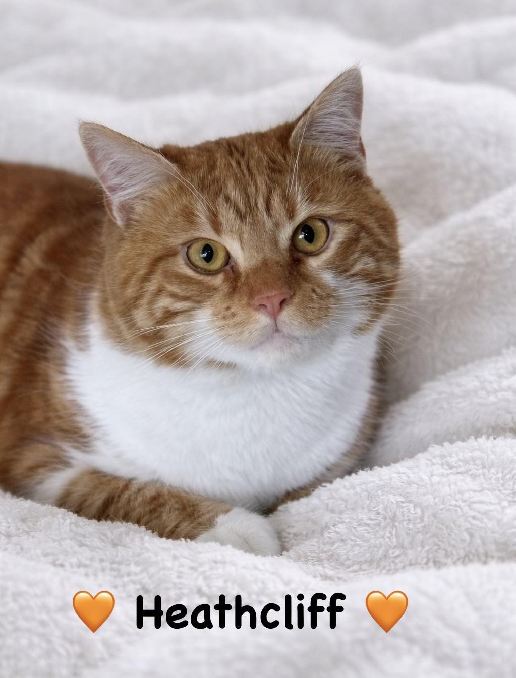 Heathcliff