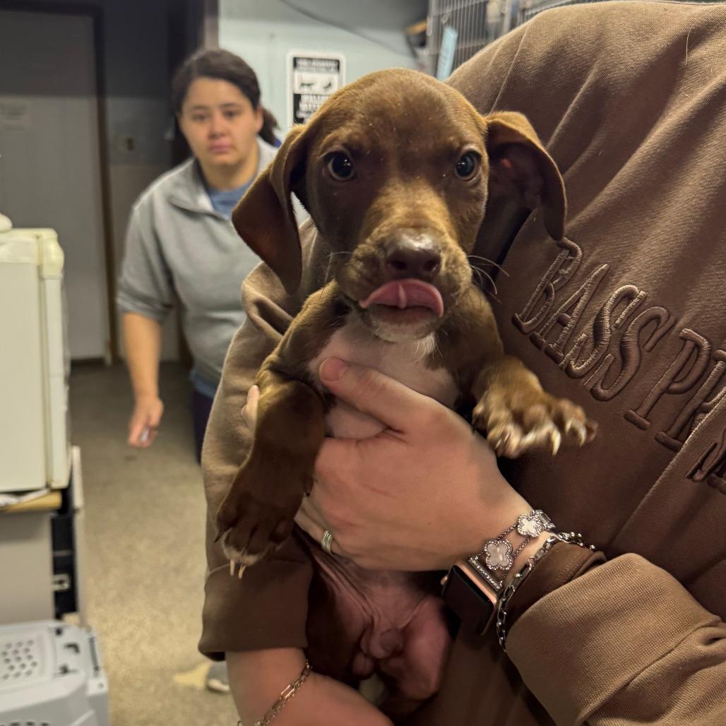 Chocolate Covered Strawberry