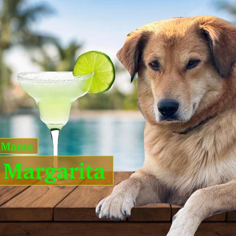 An adult medium-sized female Red / Chestnut / Orange Mixed Breed dog named Margarita for adoption in Alexandria, VA