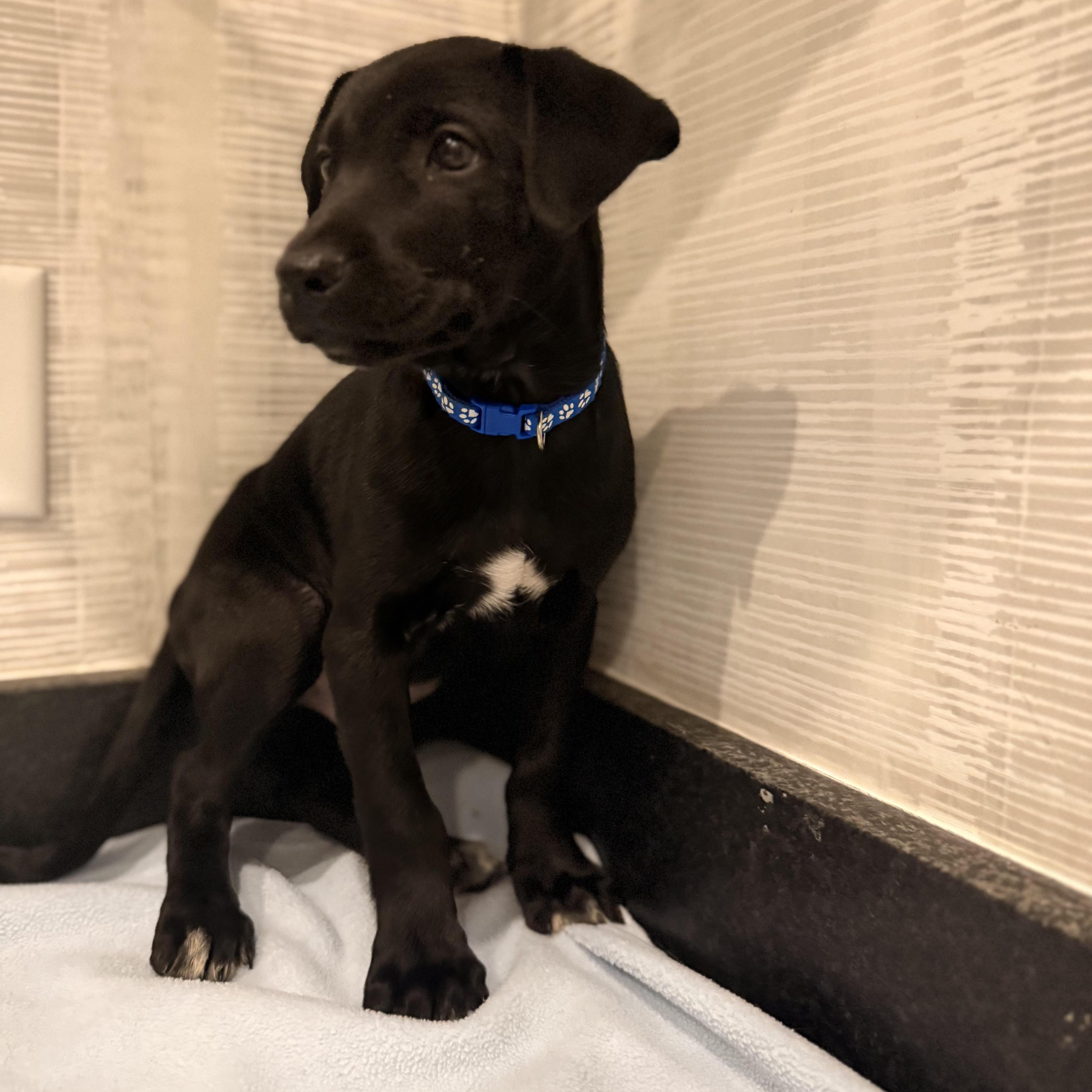 Tater Thanksgiving Litter