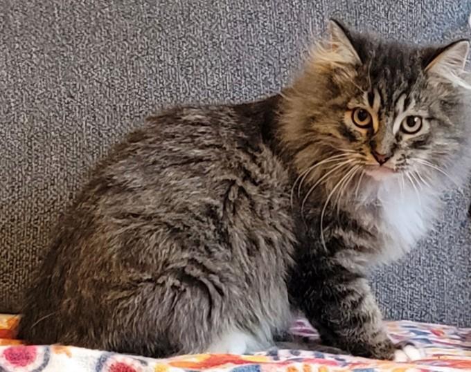 Wv Kringlebonded Pair