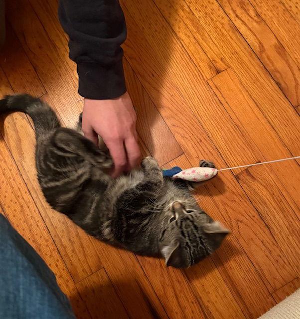 Leaf Bonded With Maze photo 1