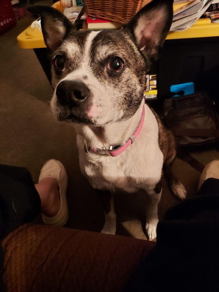 Rocky Wisdom Crossville