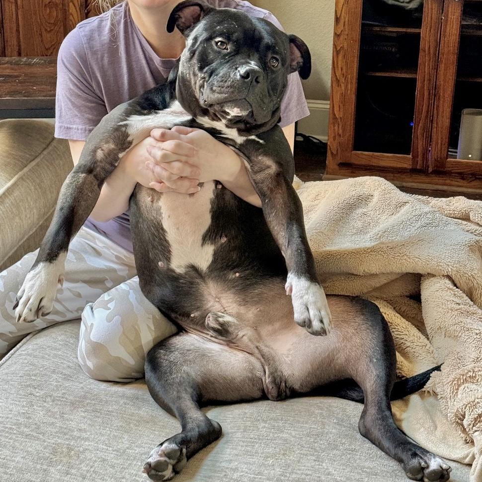 An adult large-sized male American Staffordshire Terrier dog named Chucky for adoption in Longview, TX