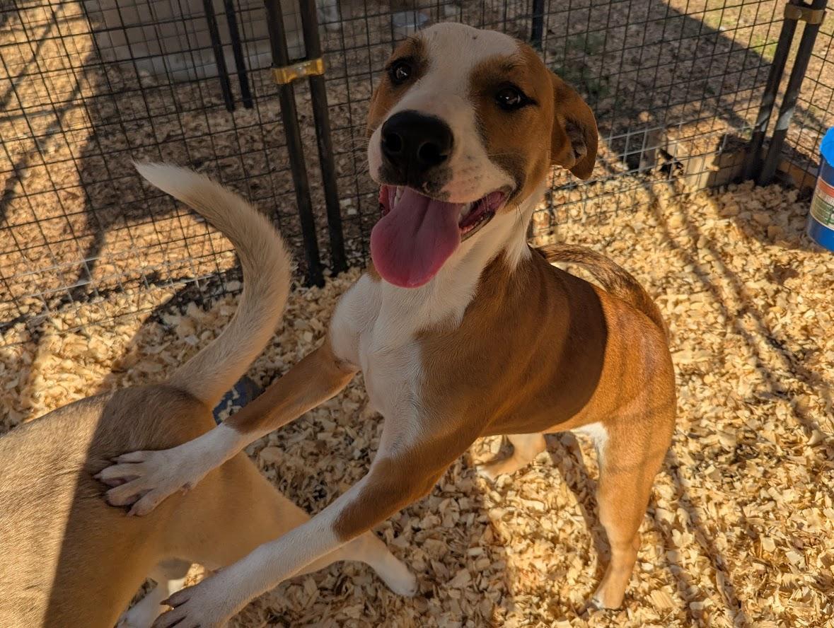 A young large-sized female Labrador Retriever dog named Georgia for adoption in Fosters, AL
