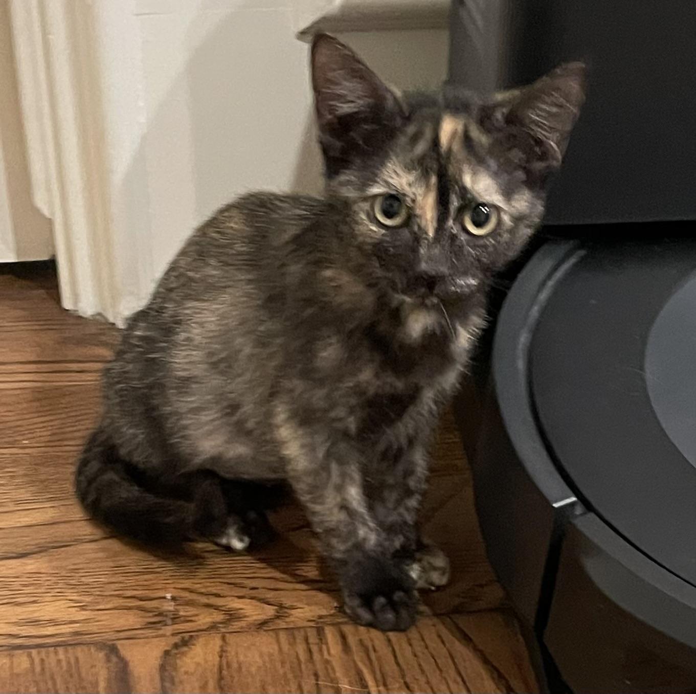 Trinityportofino Petsmart