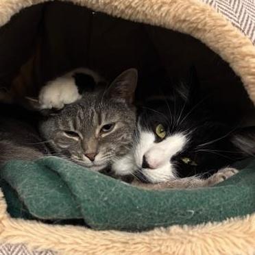 Beet โ Shy Girl photo 1