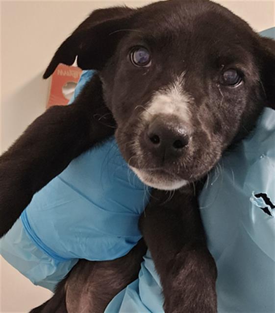 Wanda Urgent! Longtime