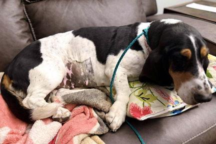A young medium-sized female Basset Hound dog named Shirley for adoption in Mays Landing, NJ