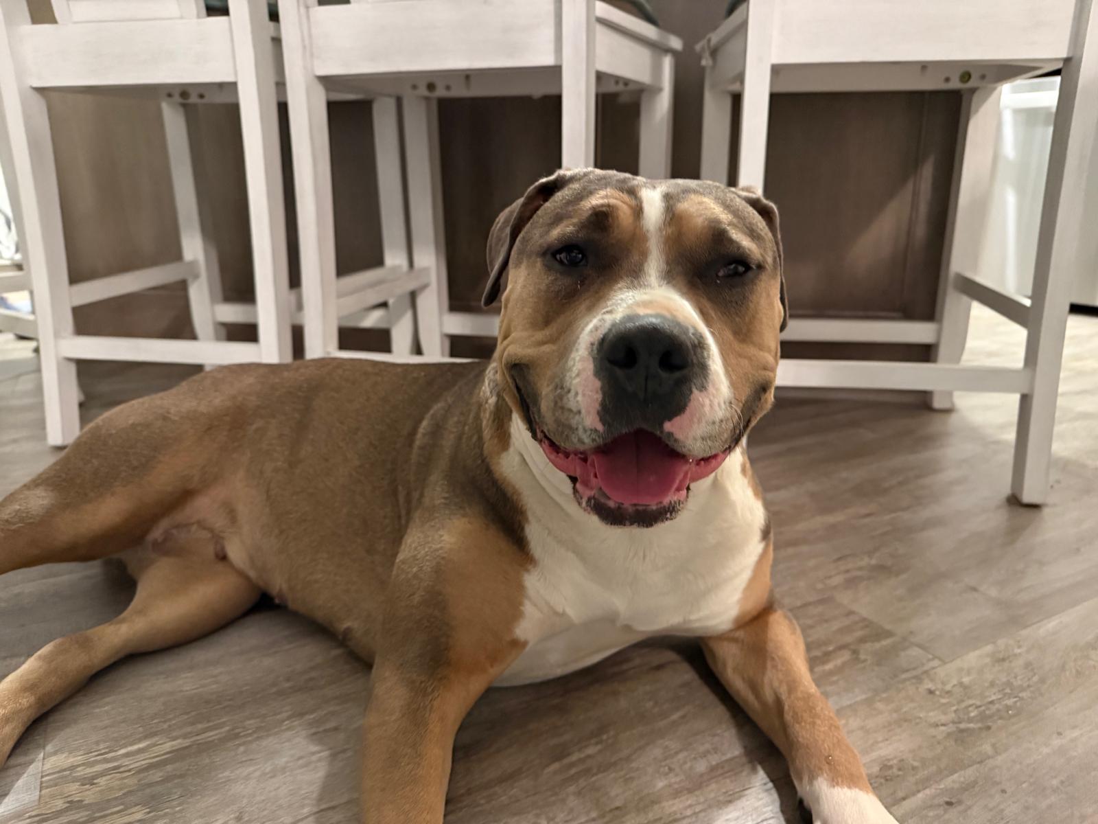 An adult large-sized female Golden American Staffordshire Terrier dog named Ladylola for adoption in New York, NY