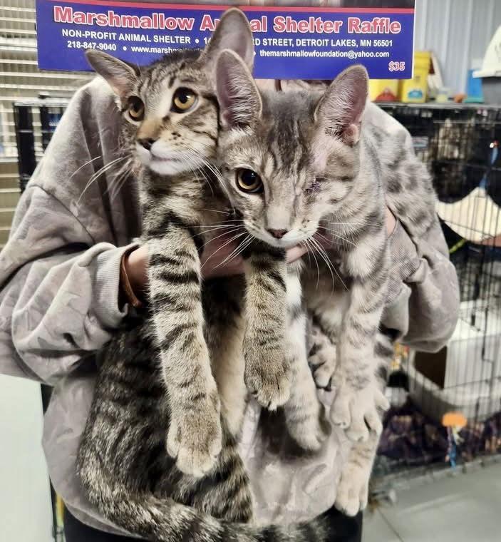 Elysianbonded To Hazy