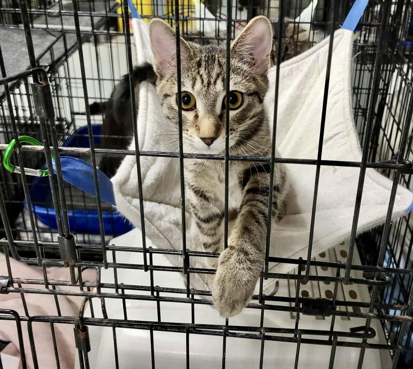 Elysianbonded To Hazy