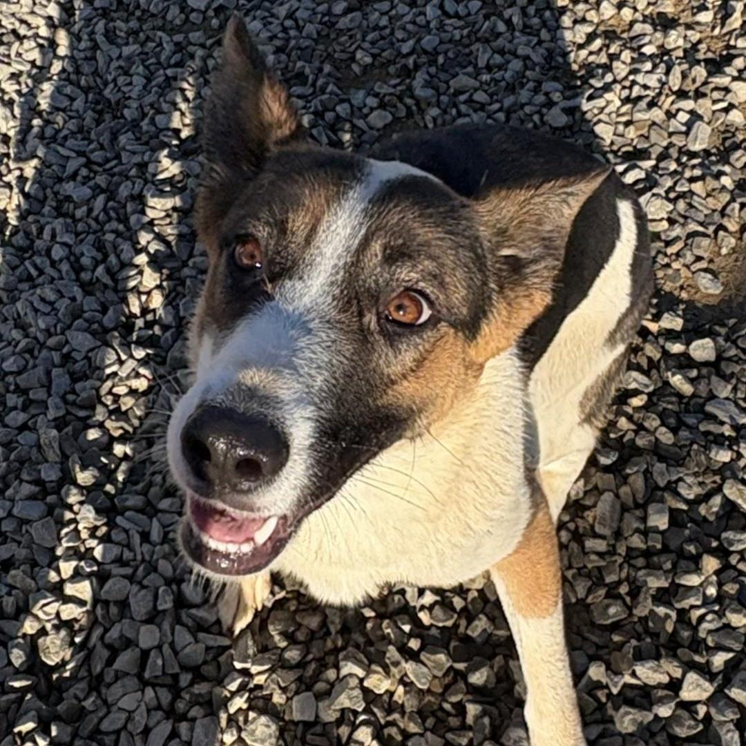 A young medium-sized female Tricolor (Brown, Black, & White) German Shepherd Dog dog named Malaylay for adoption in Chuckey, TN