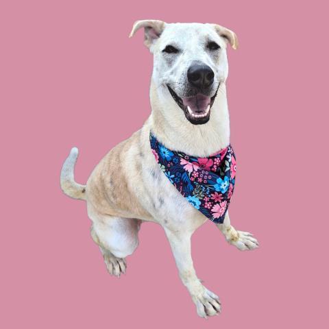 Tora Urgent! Longtime