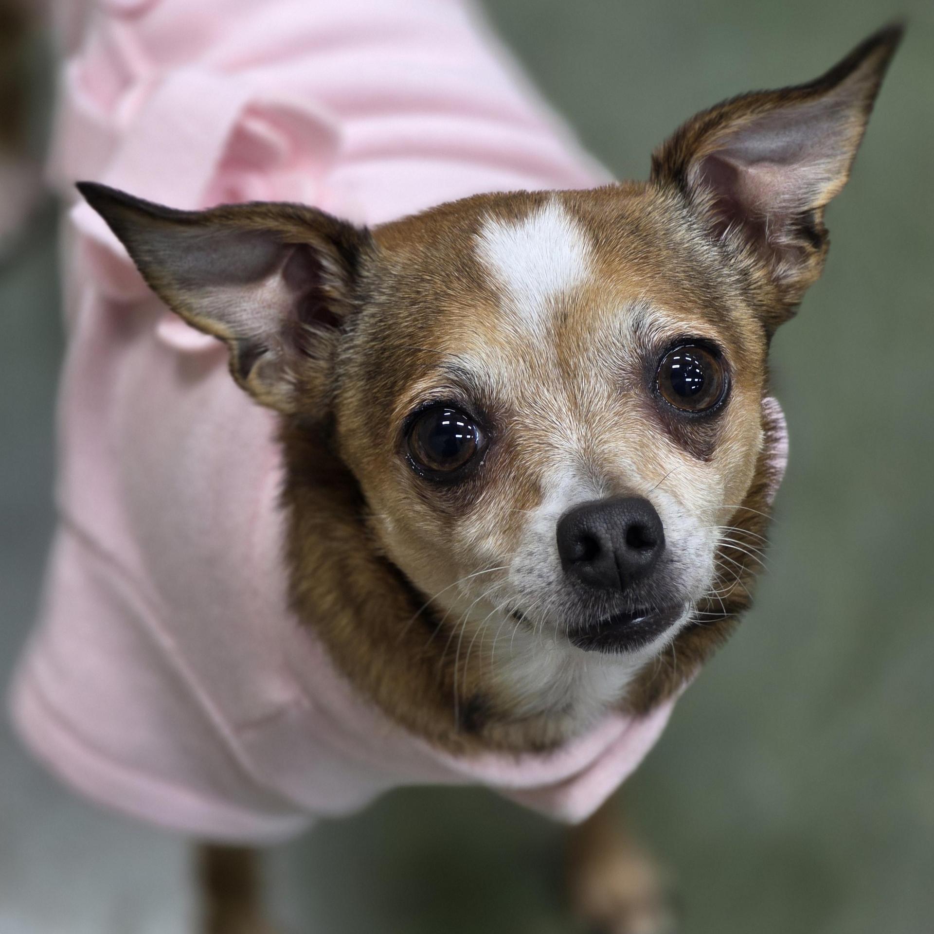An adult small-sized female Golden Chihuahua dog named Baby Girl for adoption in Clovis, CA