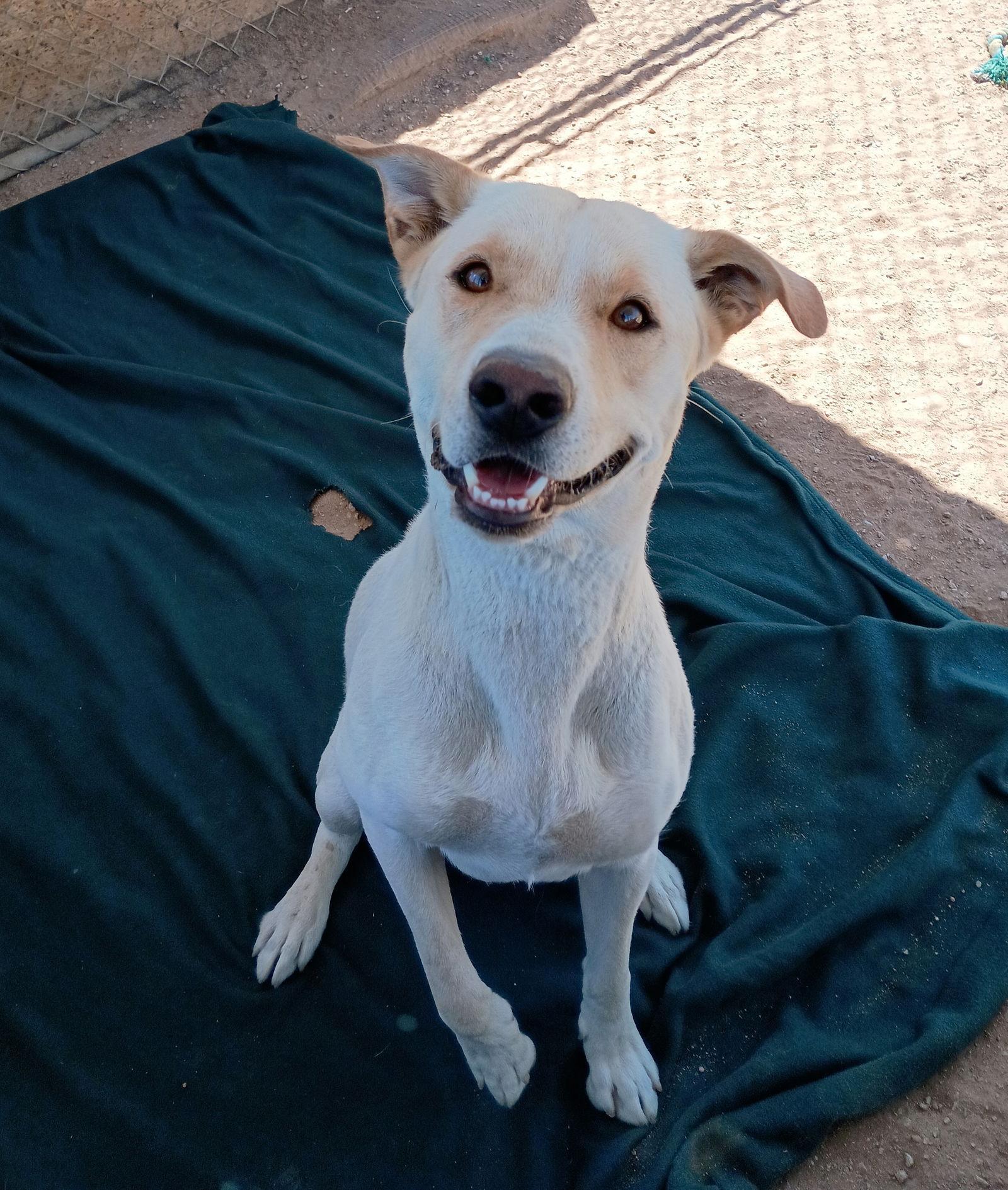 Koawell Trained; Great Pal