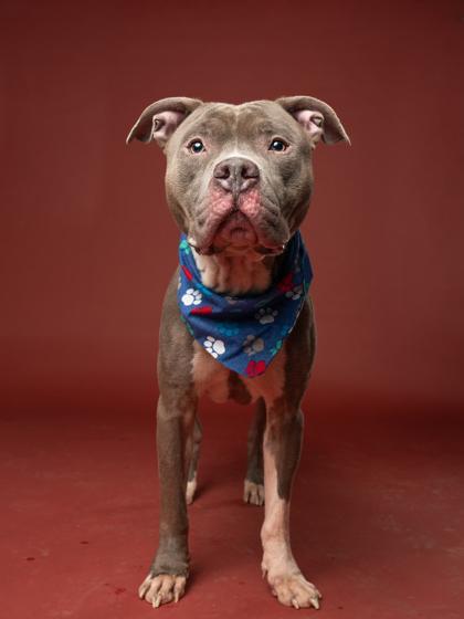 An adult medium-sized male Pit Bull Terrier dog named Loki for adoption in Atlanta, GA