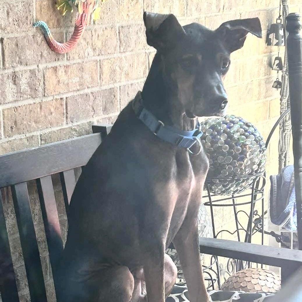 An adult medium-sized male Bicolor Doberman Pinscher dog named Devin for adoption in Allen, TX