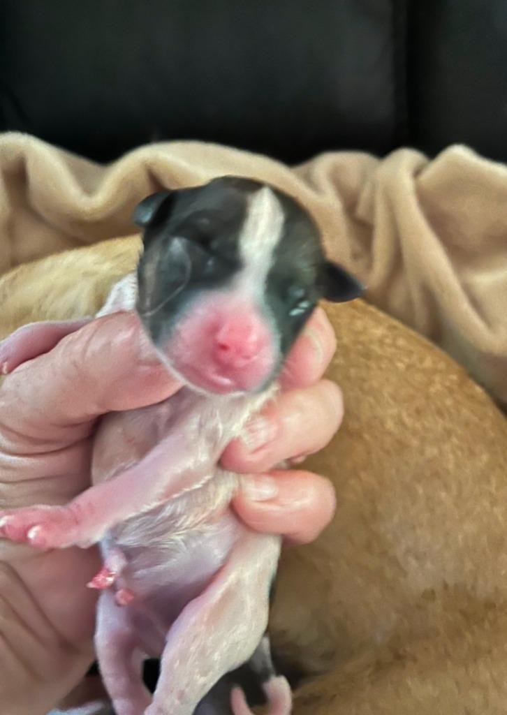 A baby small-sized male Chihuahua dog named Mia Pup: Jax for adoption in Bryan, TX