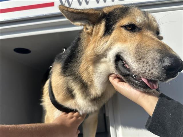 An adult large-sized male German Shepherd Dog dog named Vilkas for adoption in Houston, TX