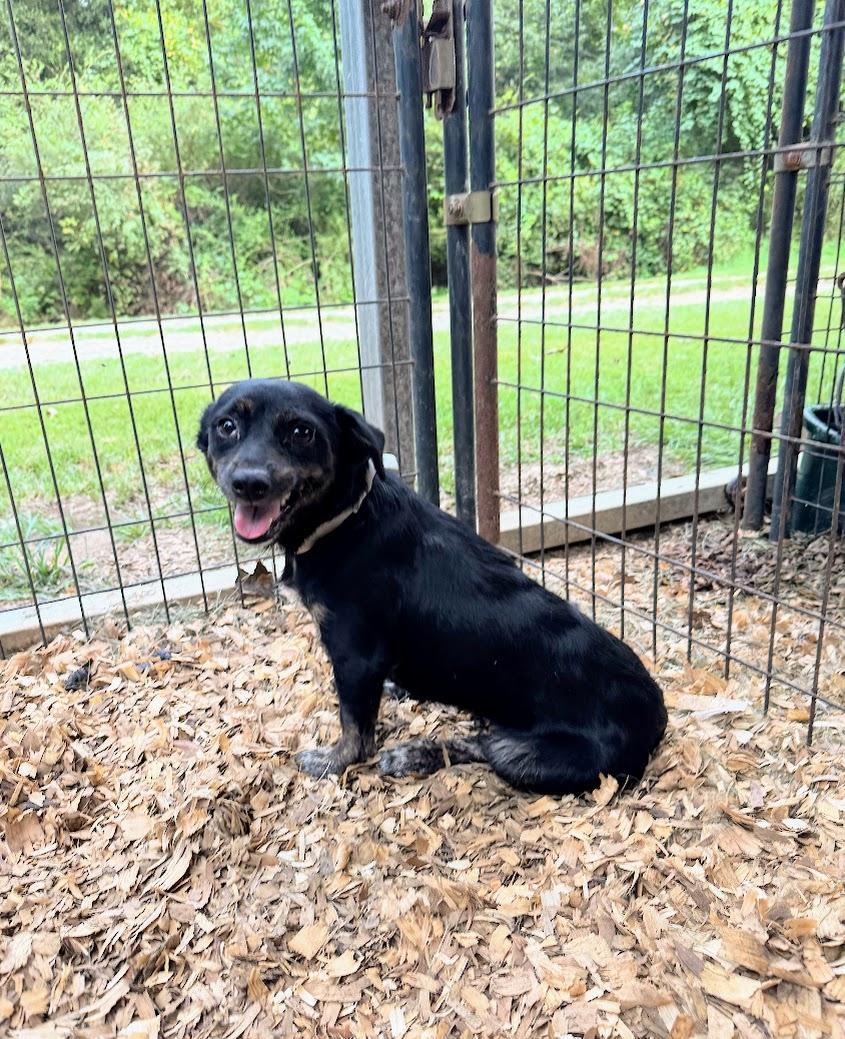 An adult small-sized female Dachshund dog named Jenn for adoption in Fosters, AL