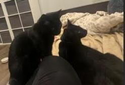 Starlight And Moonlight