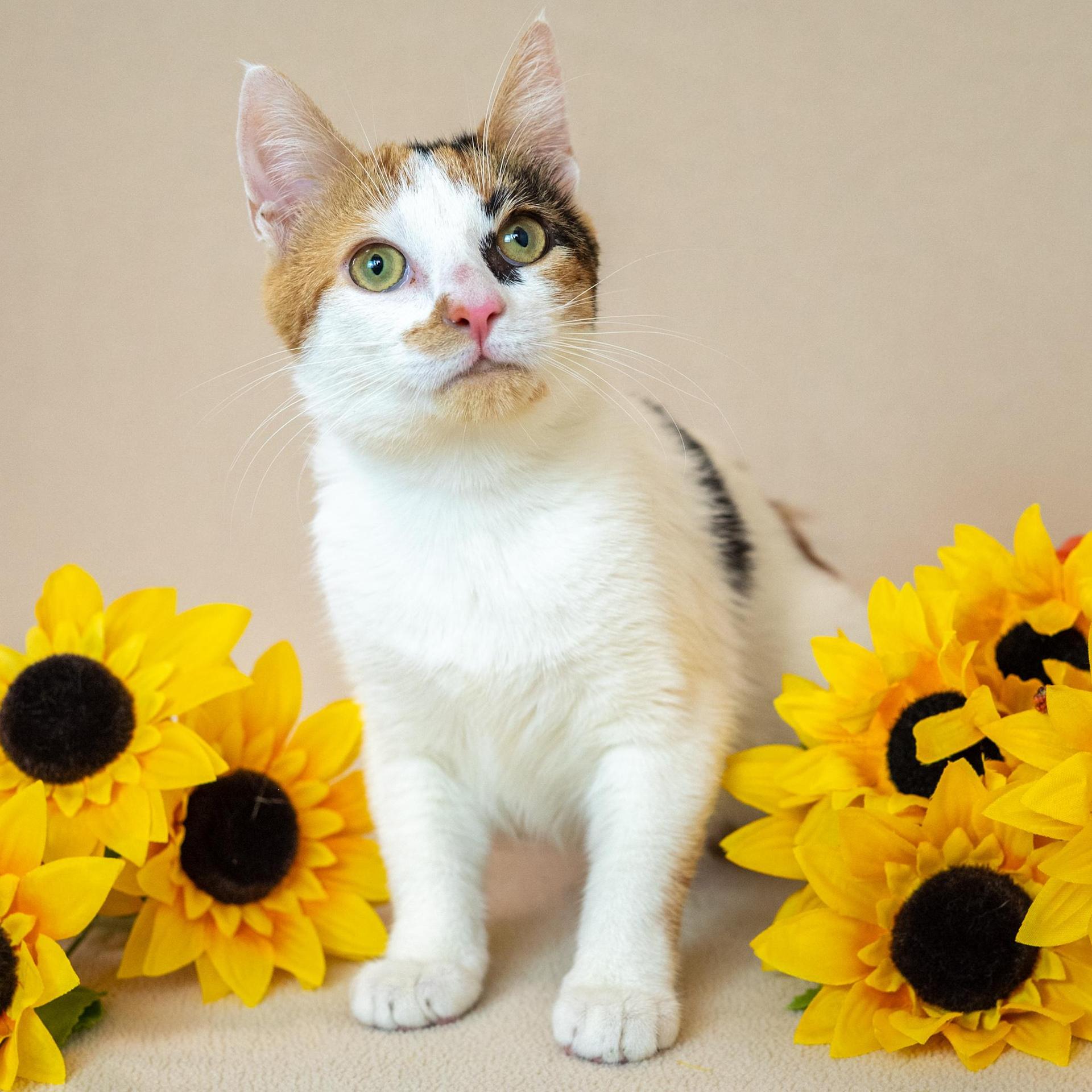 A young small-sized female Domestic Short Hair cat named Gizmo for adoption in North Babylon, NY