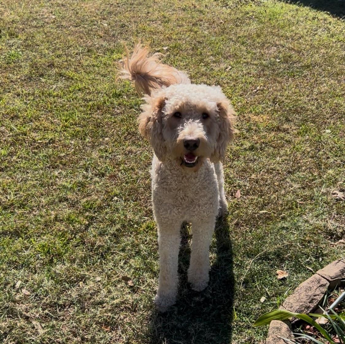 An adult medium-sized male Goldendoodle dog named Cody for adoption in Orlando, FL