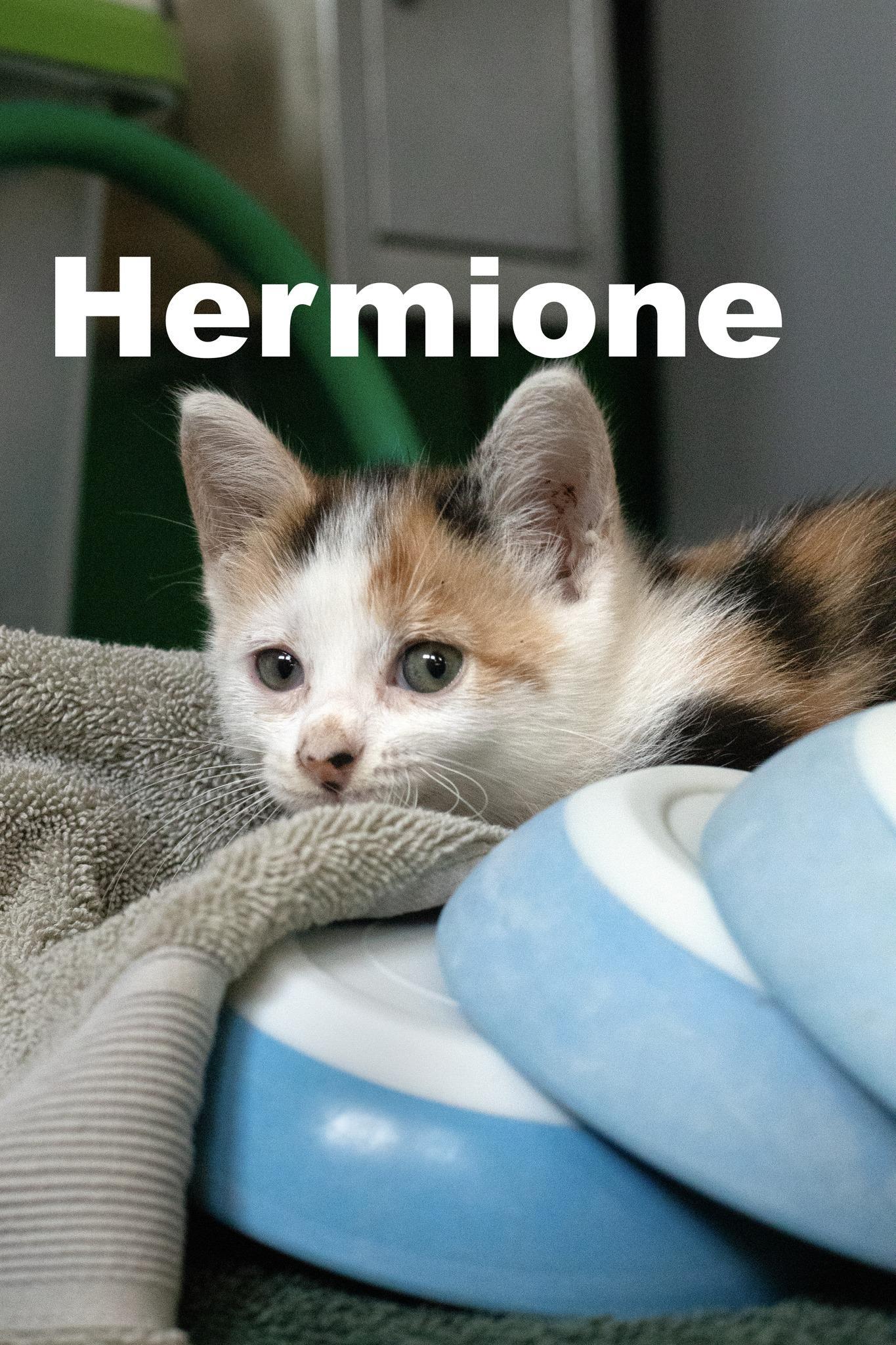 Hermionecal