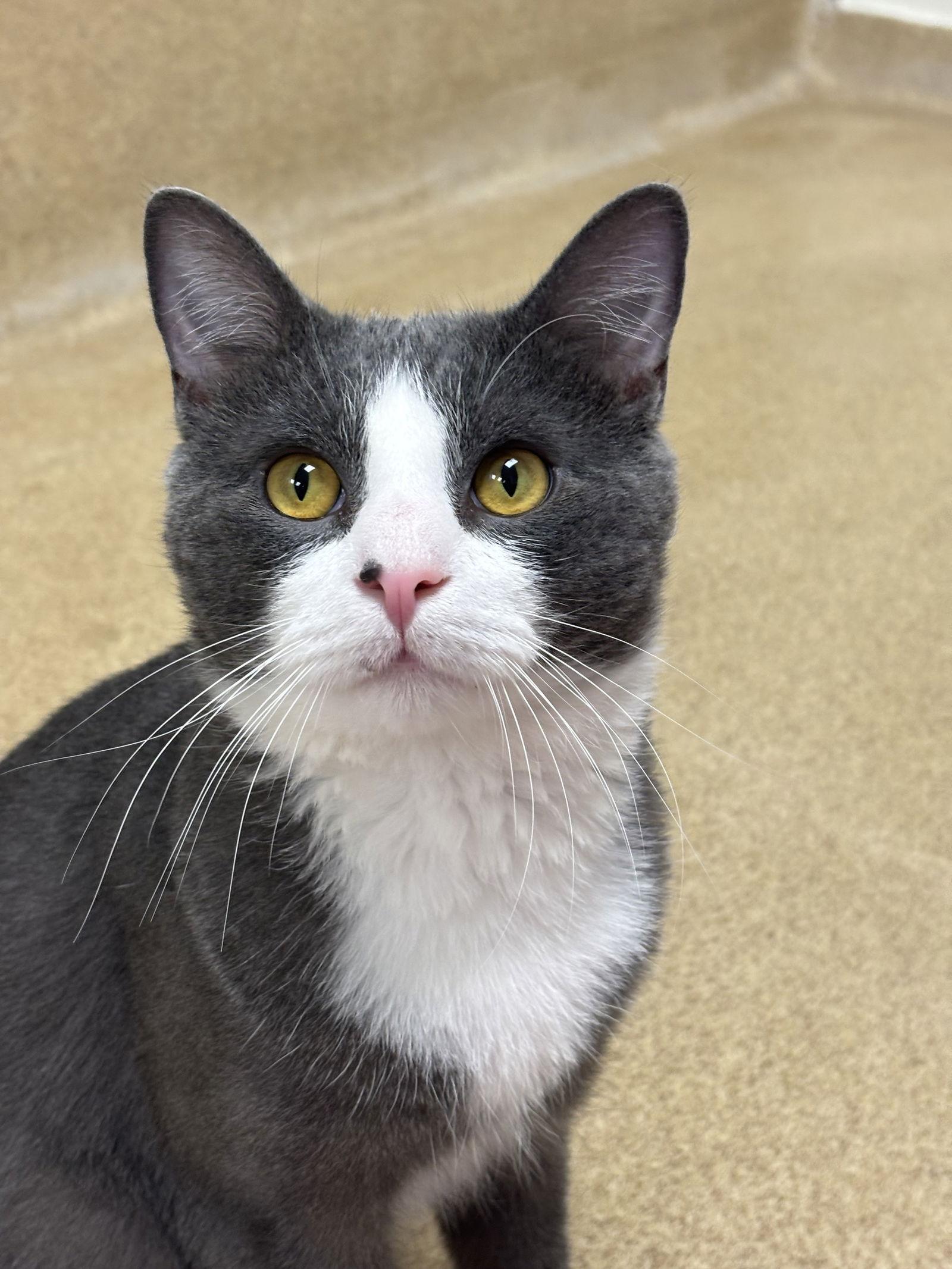An adult medium-sized male Gray & White Domestic Short Hair cat named Samra for adoption in Brick, NJ