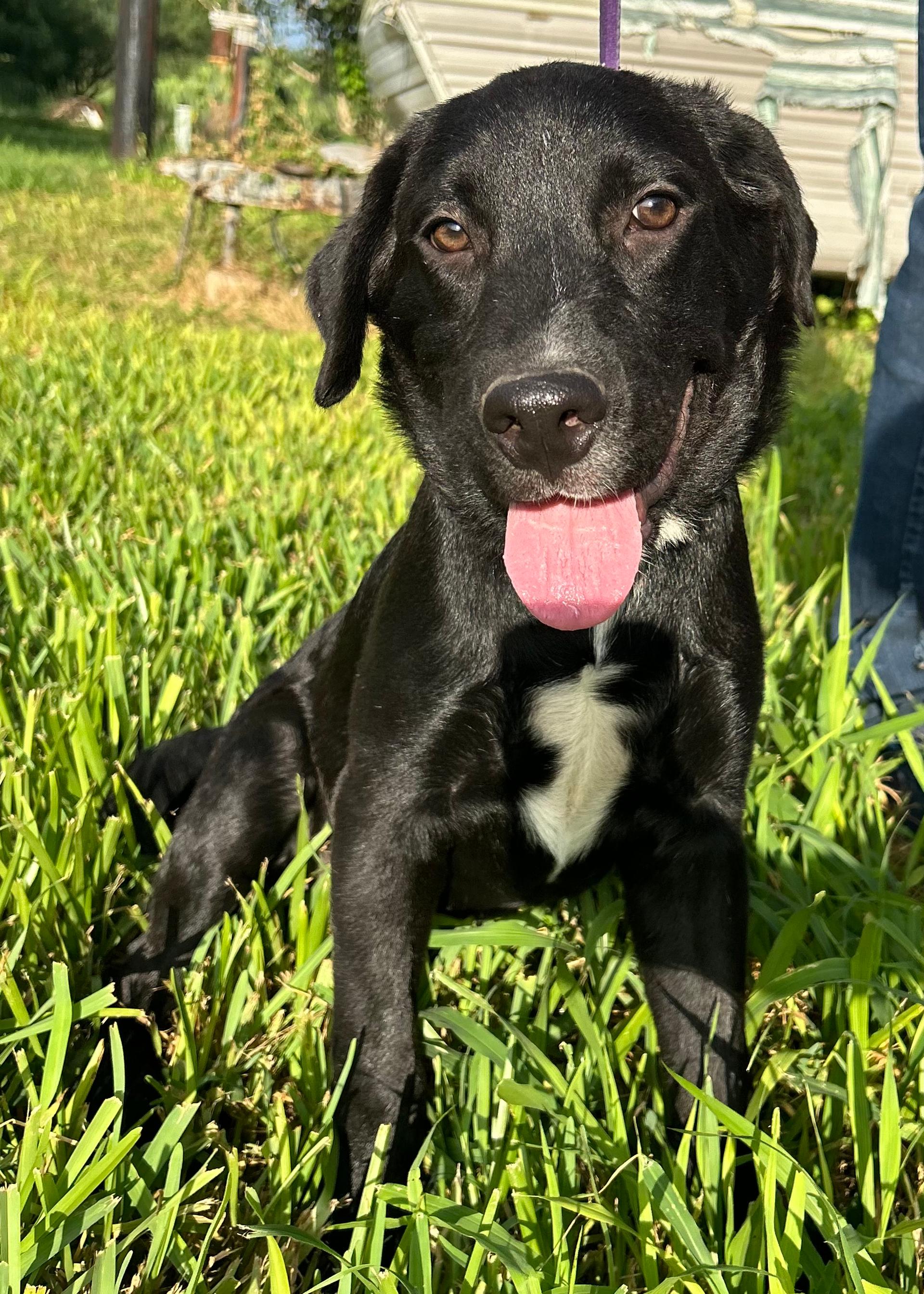 A baby medium-sized male Labrador Retriever dog named Benny for adoption in Harlingen, TX