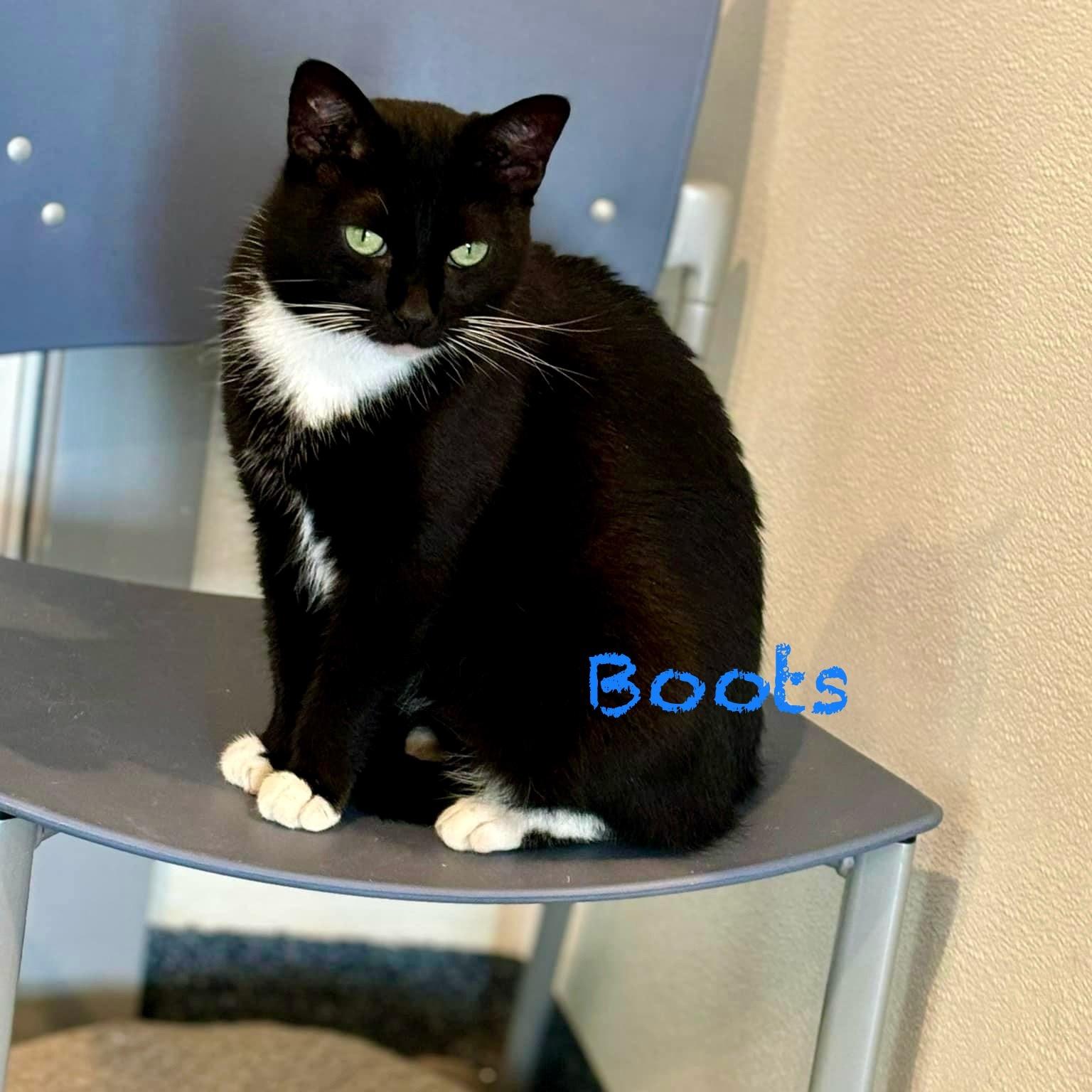 An adult medium-sized female Black & White / Tuxedo Domestic Short Hair cat named Boots V for adoption in Palatine, IL