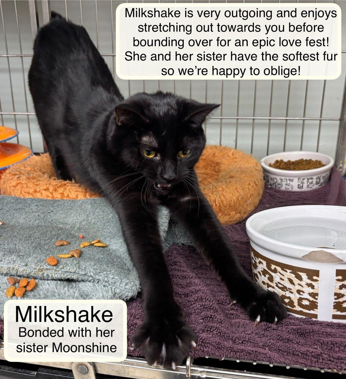 Milkshake Bonded With Moonshine