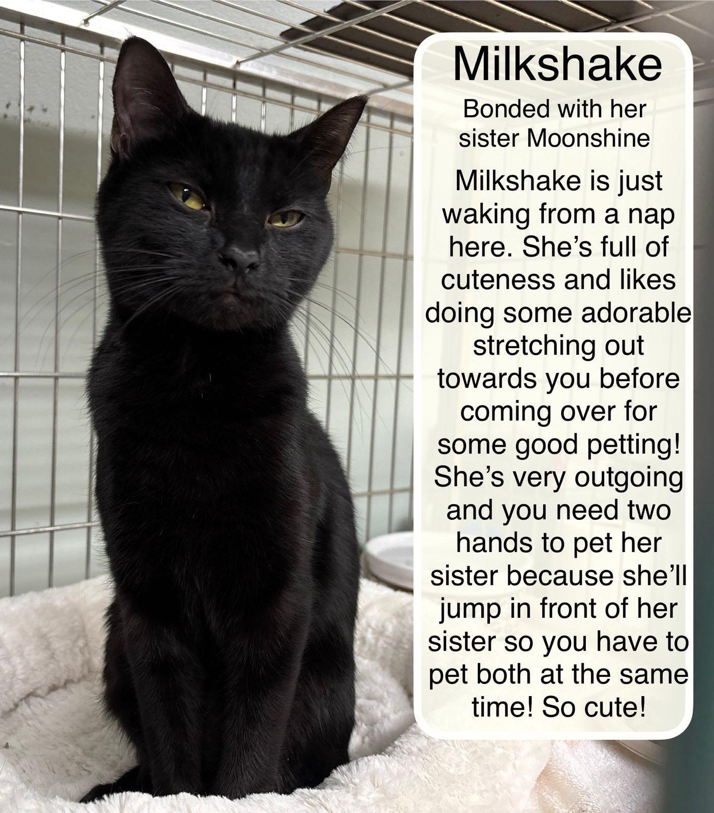 Milkshake Bonded With Moonshine