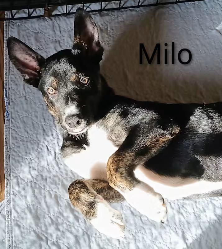 Milo