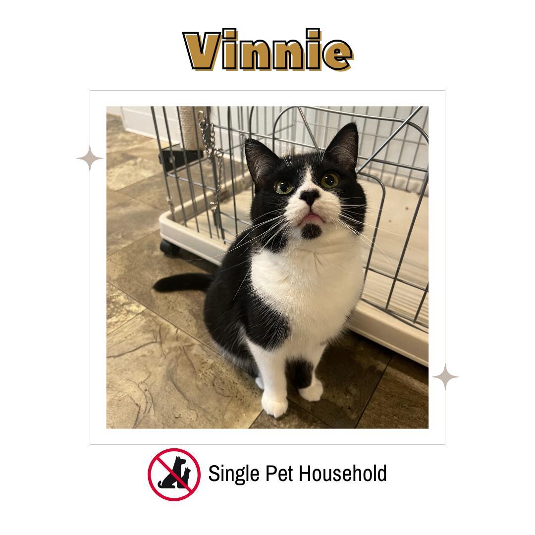 Vinnie