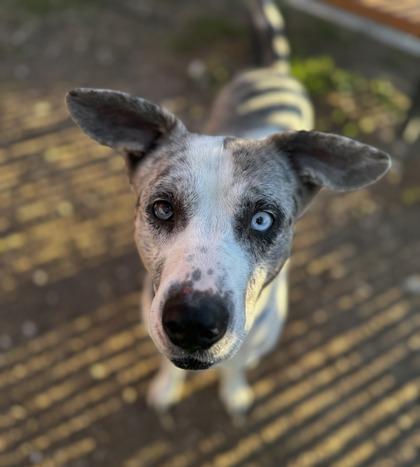 Merlevisually Imparied