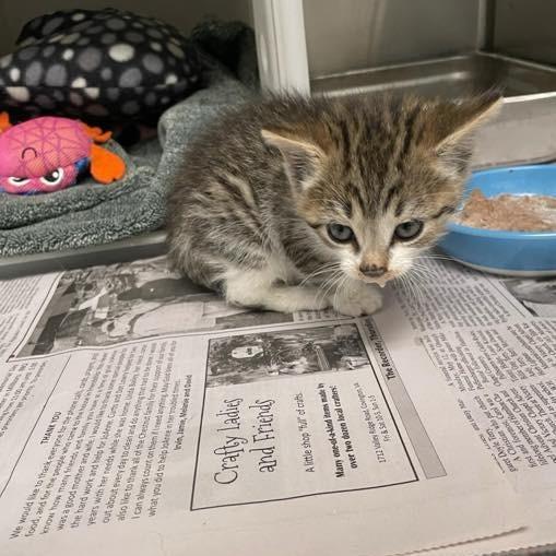 A baby small-sized female Brown / Chocolate Domestic Short Hair cat named Bibble In Falls Church for adoption in Alexandria, VA
