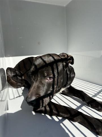 A young medium-sized male Labrador Retriever dog named Boone for adoption in Houston, TX