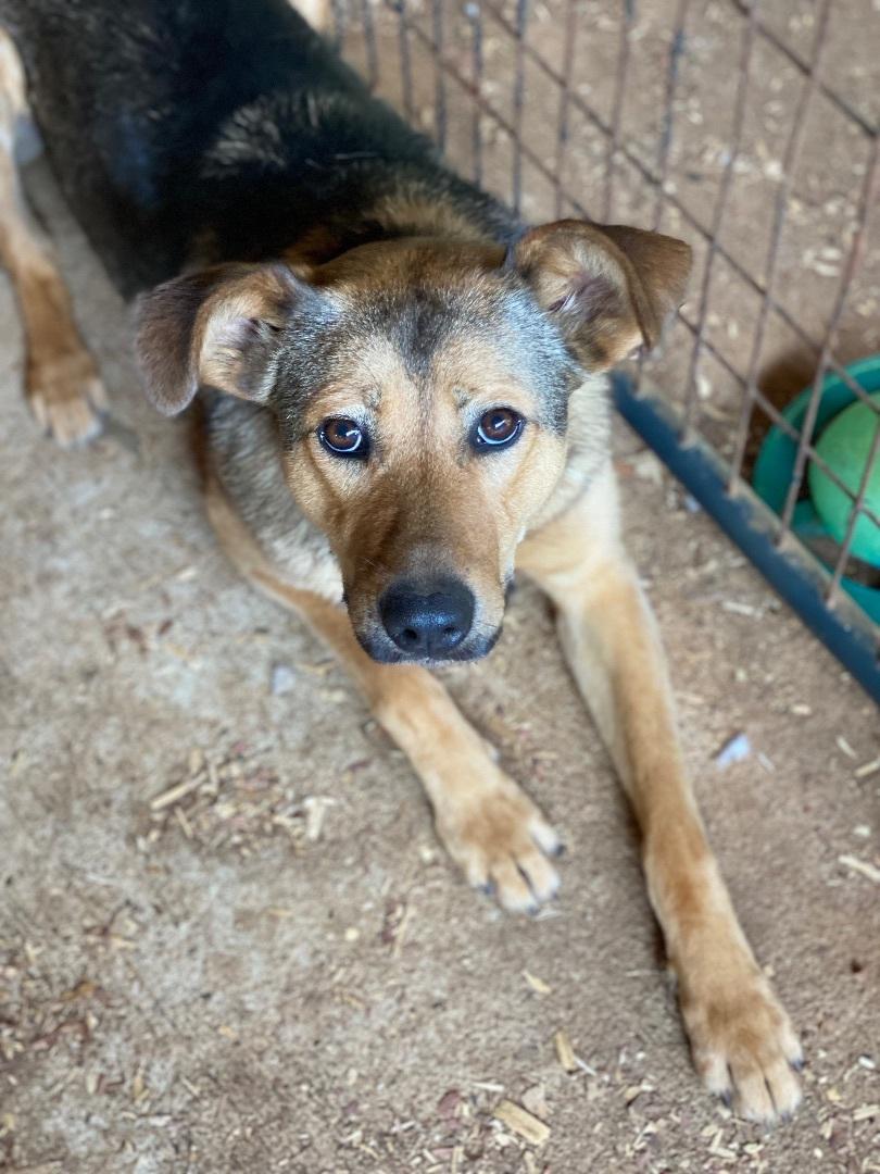 A young large-sized female Tricolor (Brown, Black, & White) German Shepherd Dog dog named Buttercup for adoption in Greeneville , TN