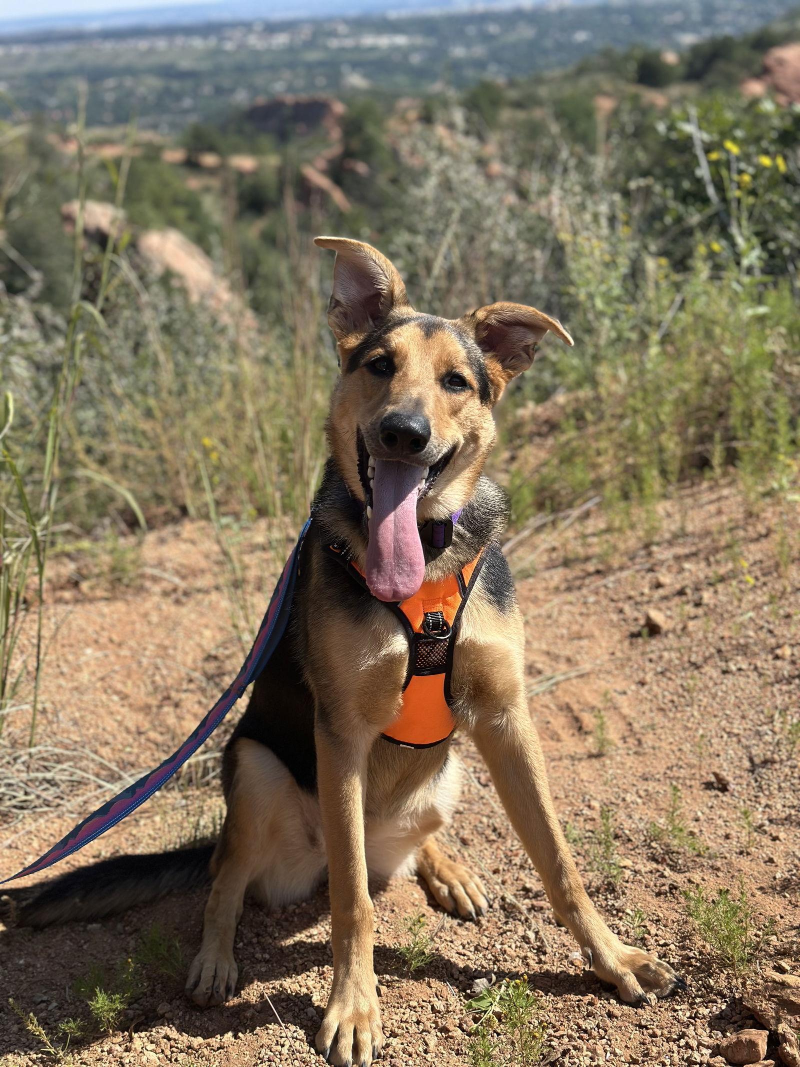 A young medium-sized female German Shepherd Dog dog named Sunset Sage Koda for adoption in Lakewood, CO