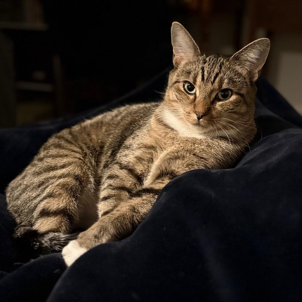 An adult large-sized female Brown / Chocolate Domestic Short Hair cat named Baby for adoption in Springfield, MA