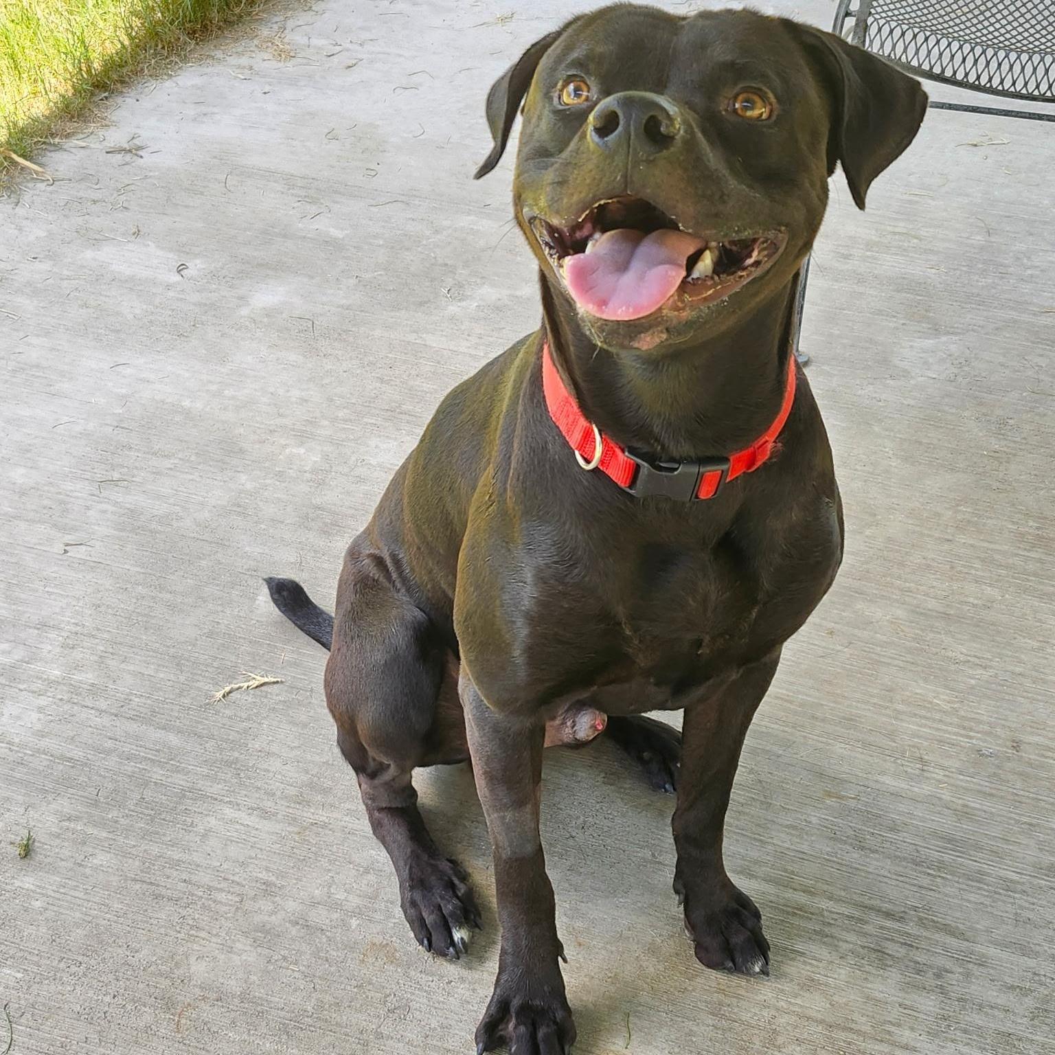 An adult large-sized male Brown / Chocolate Boxer dog named Jag for adoption in Houston, TX