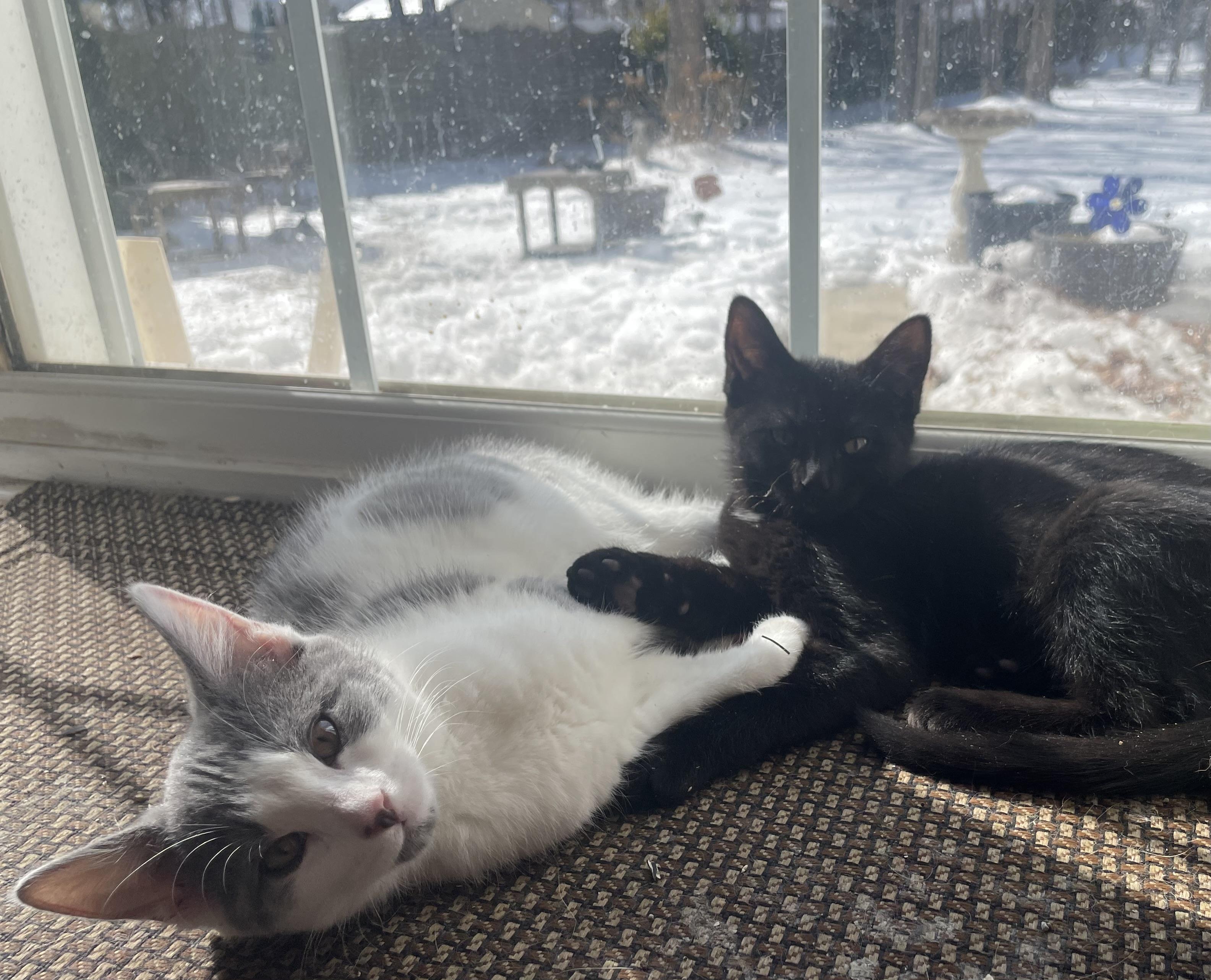 Lavender And Sapphire